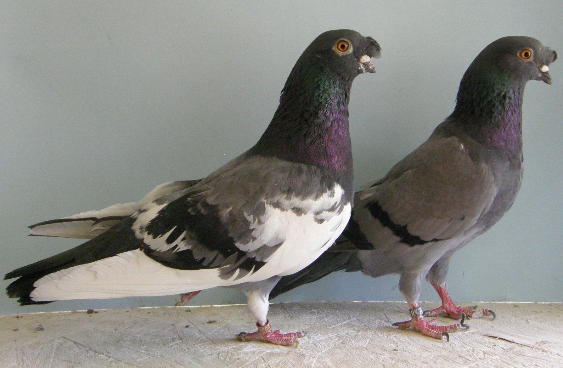 blue nasal tuft pigeon pair